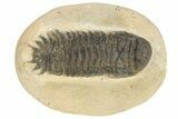 Bargain Crotalocephalina Trilobite Fossils - 2 1/2 to 3 1/2" - Photo 4